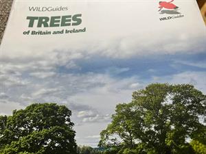 trees
